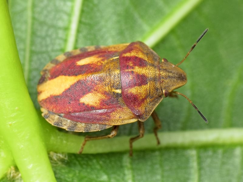 Eurygaster testudinaria (Geoffroy, 1785)